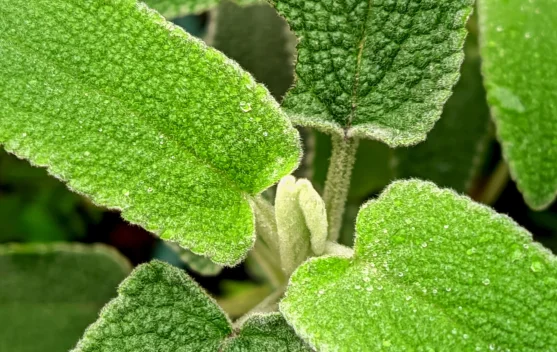 Daun Sage bumbu masakan dikenal baik untuk kesehatan