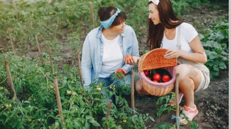 Pemanfaatan Pekarangan Rumah Dengan Menanam Tanaman Produktif