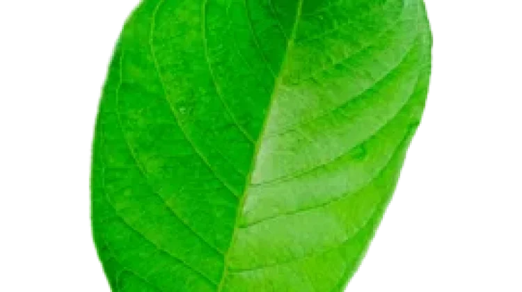 Manfaat daun jambu biji atasi diare