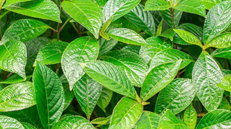Manfaat Daun Keji Beling untuk Ginjal