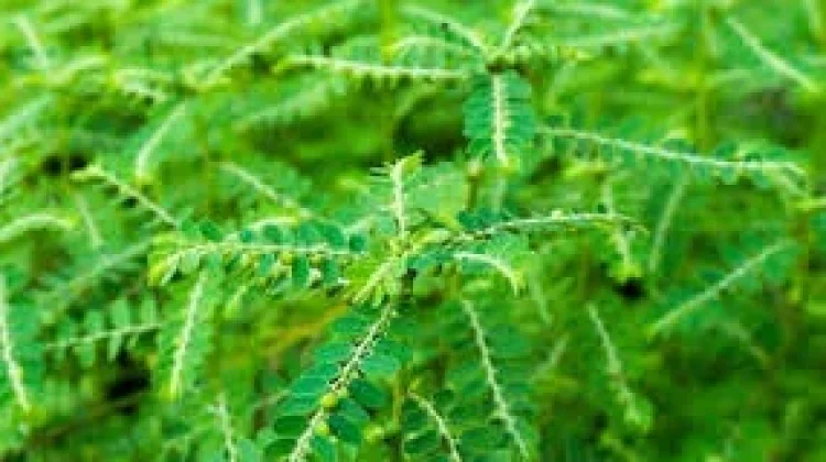 Manfaat Daun Meniran untuk Kesehatan