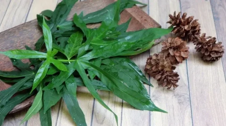 Selain Turunkan Kolesterol, Ini 4 Manfaat Daun Gedi