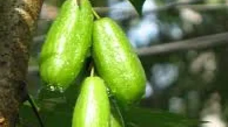 Manfaat Belimbing Wuluh bagi Kesehatan Tubuh