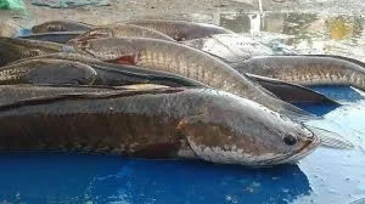 Manfaat Ikan Gabus bagi Kesehatan