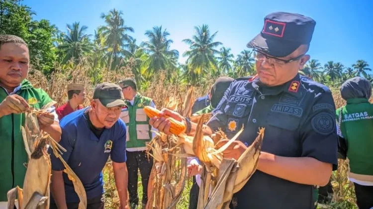 Panen Perdana 2026, Lapas Boalemo Hasilkan 10 Ton Jagung