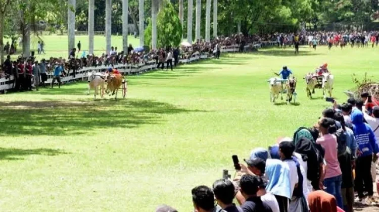 Tahun ini, Hari Ketupat di Yosonegoro tanpa Kegiatan Pacuan Kuda dan Karapan Sapi