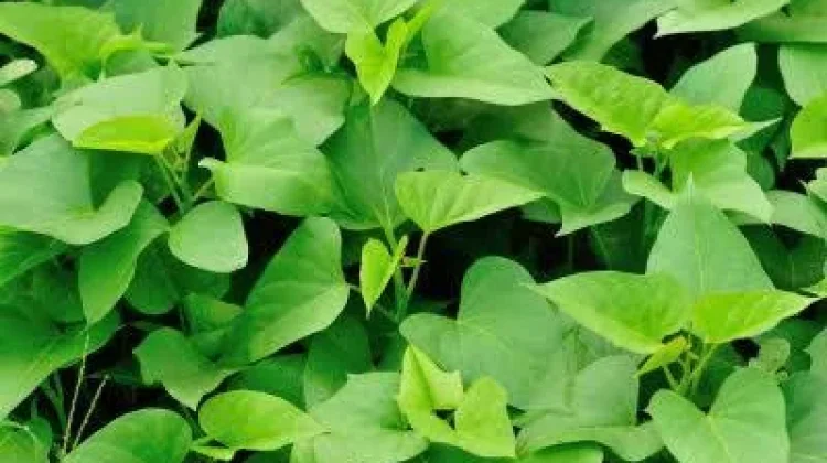 Manfaat Daun Ubi Jalar untuk Kesehatan