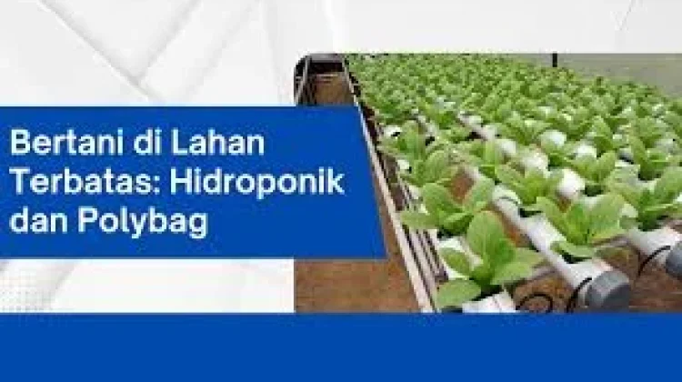 Pemanfaatan Polybag dan Hidroponik Dukung Ketahanan Pangan Keluarga