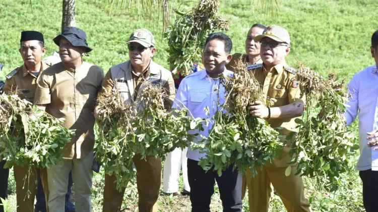 Panen Perdana Kacang Tanah di Tilihuwa, Sofyan: Hasilnya Luar Biasa