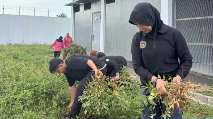 Panen Kacang Tanah Bukti Pembinaan Produktif di Lapas Perempuan Gorontalo
