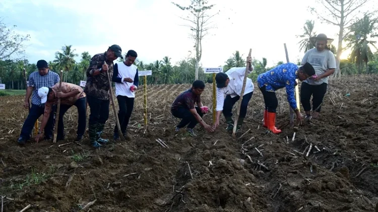 Sambut Peserta PENAS Petani dan Nelayan ke-XVII, Lahan GORR Ditanami Jagung