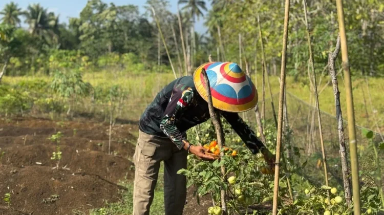 Satbrimob Polda Gorontalo Panen Cabai dan Tomat