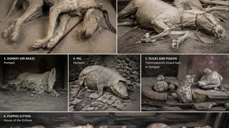 Jejak Sunyi Hewan Pompeii: Bukti Ilmiah dan Penemuan Arkeologis