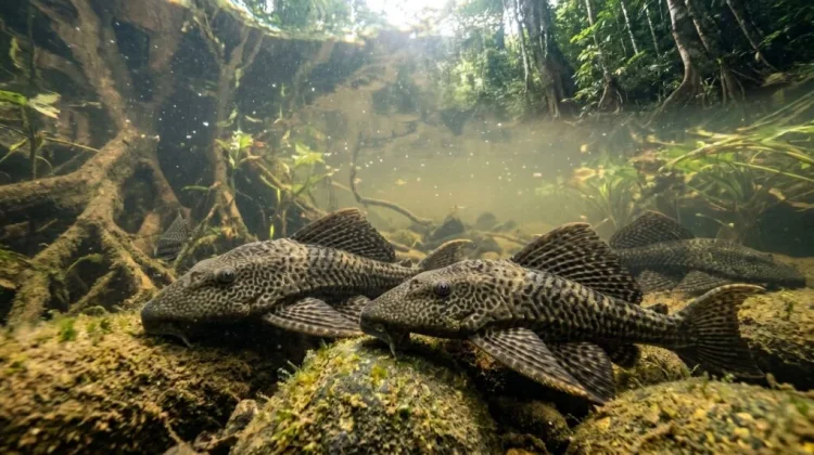 Ikan Sapu-sapu: dari Pembersih Jadi Perusak