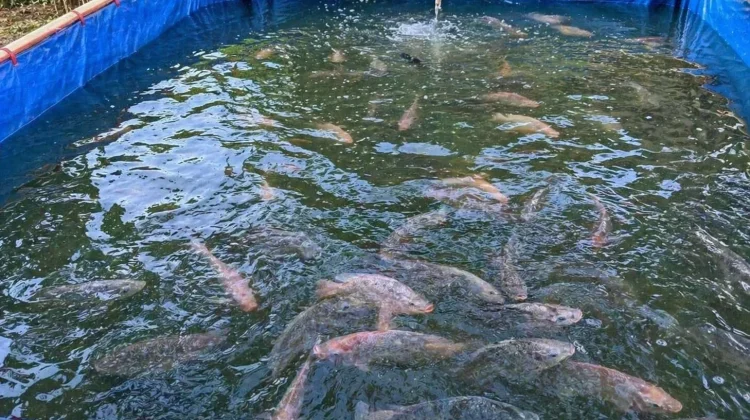 Budidaya Ikan Bagi Pemula
