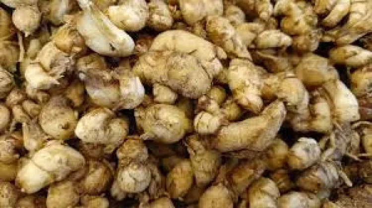 Manfaat Kencur bagi Kesehatan Tubuh