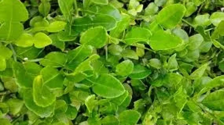 Daun Jeruk Purut, Ini Manfaatnya untuk Kesehatan
