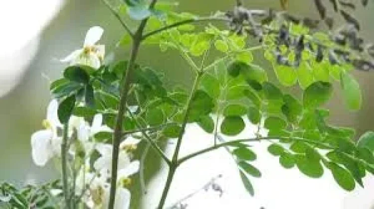 Manfaat Teh Daun Kelor untuk Kesehatan