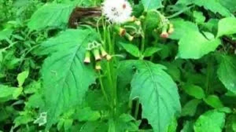 Daun Sintrong, Inilah Kandungan Nutrisi dan Manfaatnya