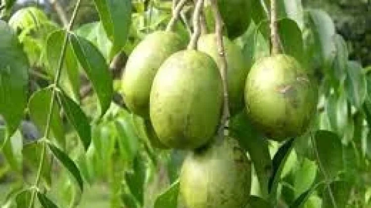 Manfaat Kedondong bagi Kesehatan Tubuh