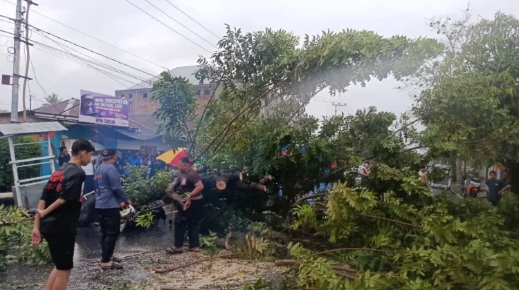 Breaking News, Pohon Tumbang di Jalan Sam Ratulangi Timpa Sepeda Motor