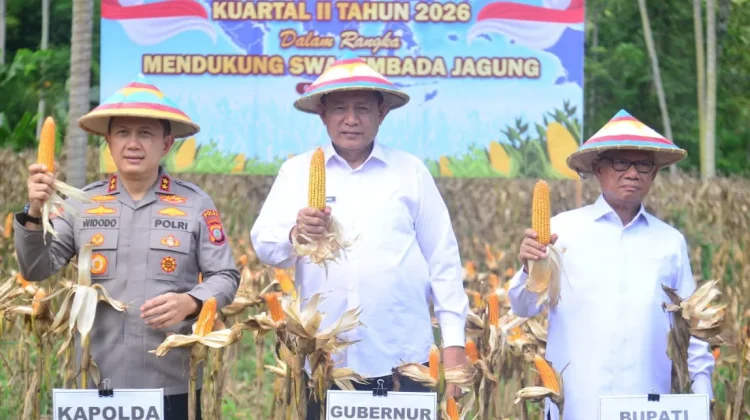 Jagung Komoditas Penunjang dalam Mencapai Target Swasembada di Gorontalo