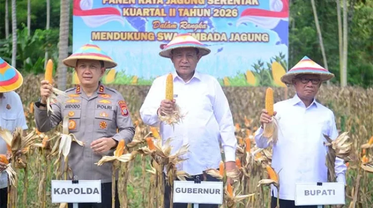 Kejar Target Swasembada, Luas Tanam Jagung di Gorontalo Ditingkatkan