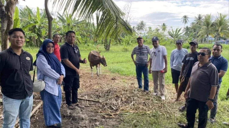 Sekretariat DPRD Provinsi Gorontalo Tinjau Calon Hewan Kurban Idul Adha