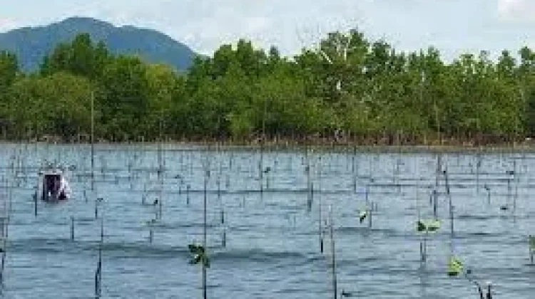 KKMD: Hutan Mangrove Gorontalo Menyusut Akibat Pembukaan Tambak