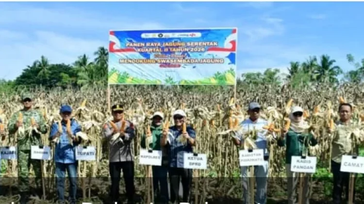 Bupati Pohuwato Hadiri Panen Raya Jagung Serentak