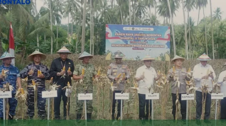BRMP Gorontalo Hadiri Panen Raya Jagung Serentak Kuartal II