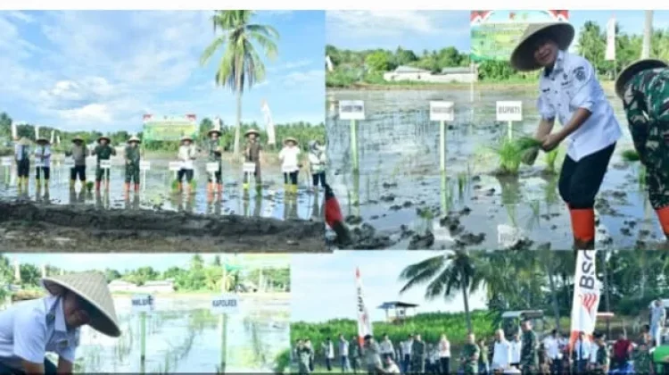 Bupati Pohuwato dan Pangdam XIII Tanam Padi di Randangan