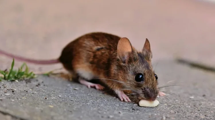 Waspada Virus Tikus Mematikan