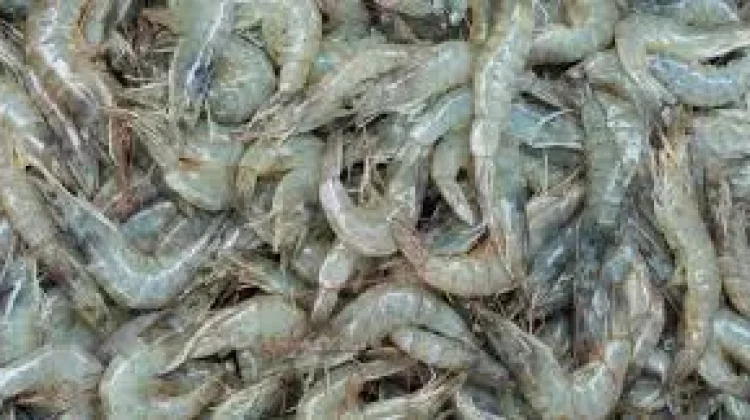 Pakar Nilai Gorontalo Potensial Kembangkan Udang Vaname