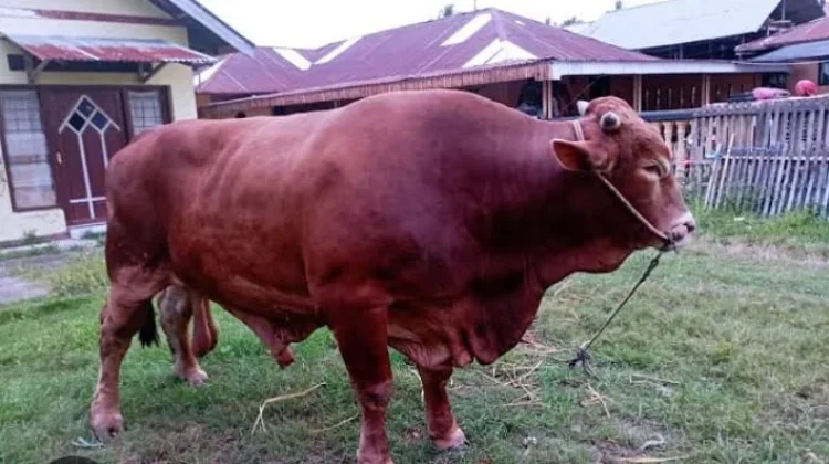 Gubernur Gorontalo Serahkan Sapi Kurban Bantuan Presiden di UNG