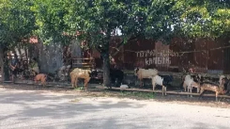 Total Hewan Kurban di Kota Gorontalo Capai 1.395 Ekor