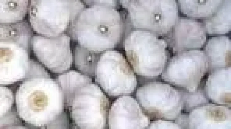 Manfaat Bawang Putih bagi Kesehatan