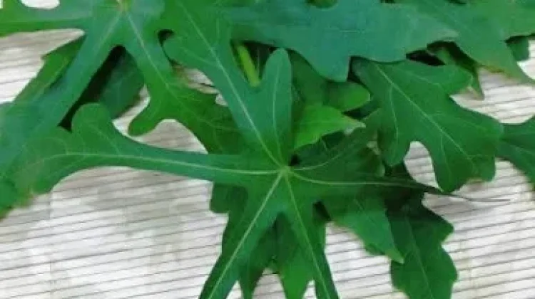 Manfaat Daun Gedi bagi Kesehatan
