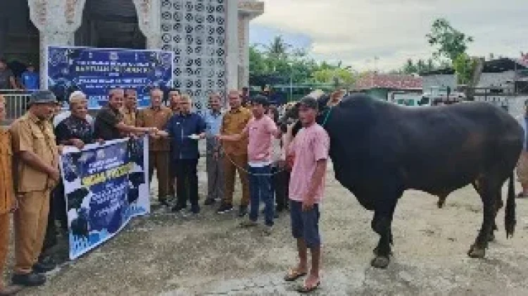 Bupati Serahkan Sapi Kurban Presiden di Telaga Jaya, Bobotnya Capai 950 Kg