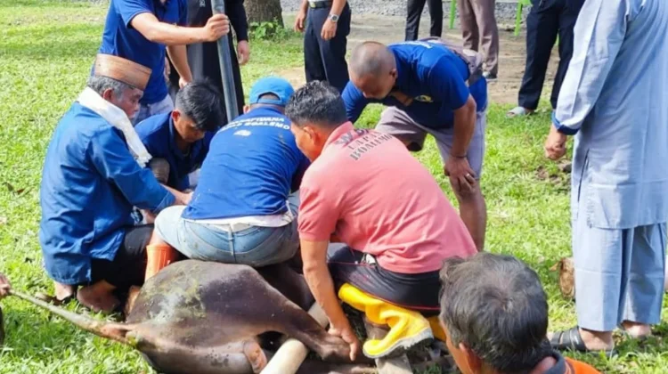 Tiga Ekor Sapi Kurban Disembelih di Lapas Boalemo