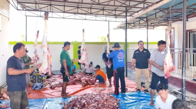 Dinkes P2KB Provinsi Gorontalo Sembelih 6 Ekor Sapi Kurban