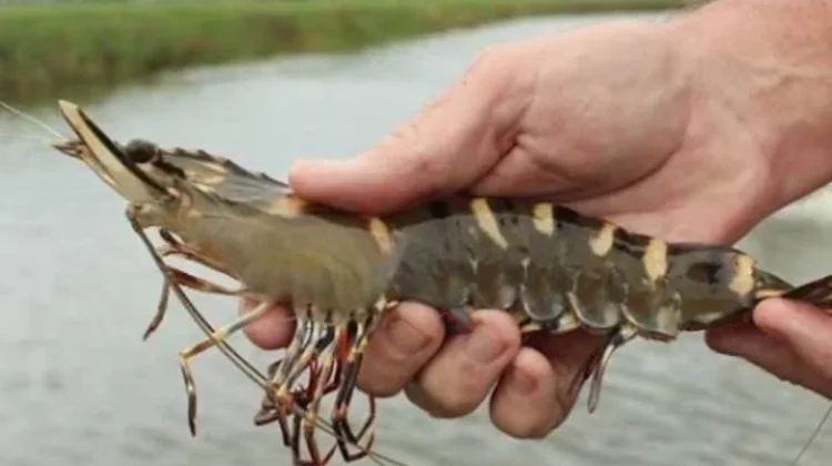 Kades Putiana Dorong Warga Manfaatkan Lahan untuk Udang Vaname