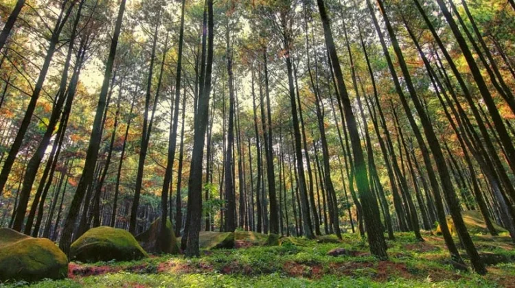 Pohon, Sahabat Bumi yang Luar Biasa