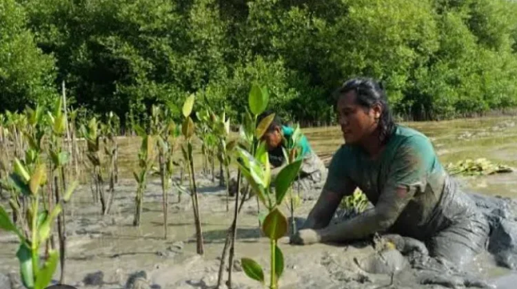 Tutupan Mangrove di Gorontalo Tinggal 40 Persen, Perlu Kolaborasi