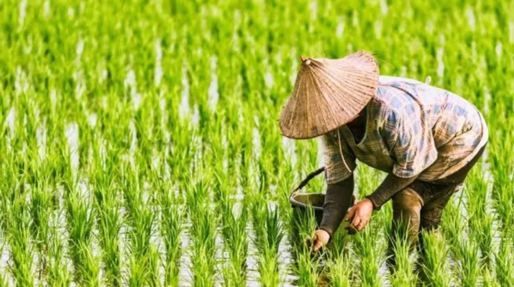 Petani Padi Gorontalo Harapkan Transfer Teknologi Melalui PENAS KTNA 2026
