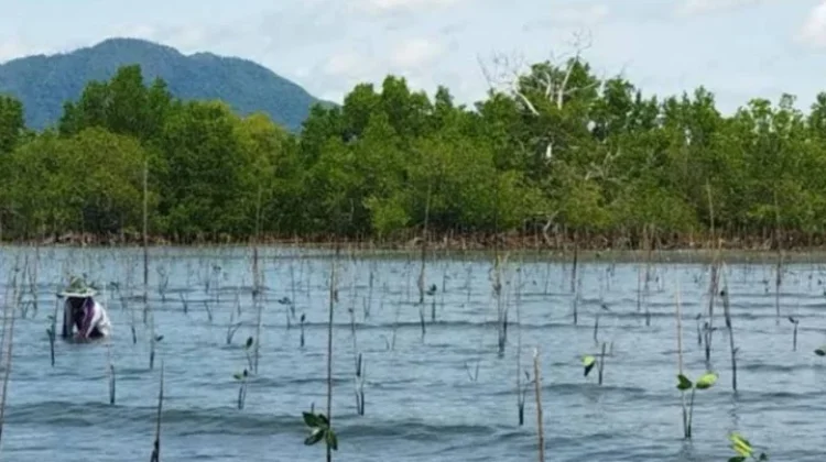 Umar Pasandre Dorong Regulasi Perlindungan Mangrove