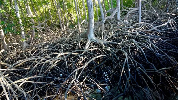 Pelestari Mangrove Soroti Penyusutan Hutan Mangrove di Pesisir Pohuwato