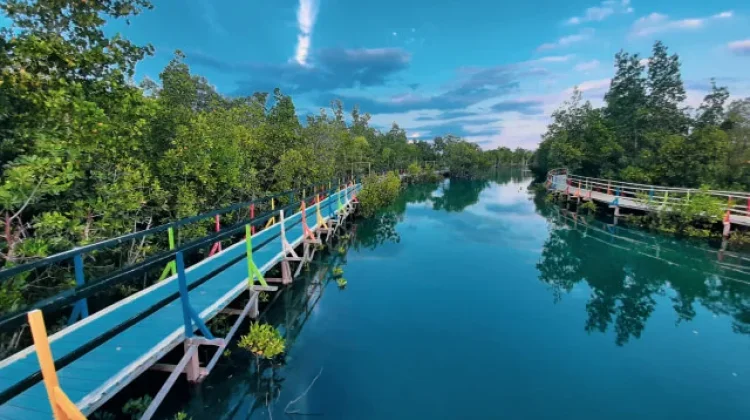 KKMD Gorontalo Targetkan Luasan Mangrove Kembali Capai 13 Ribu Hektare