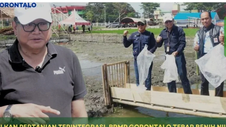 Persiapan PENAS XVII, BRMP Gorontalo Tebar Benih Ikan Nila