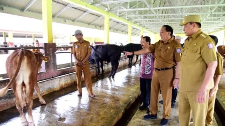 Pemprov Gorontalo Targetkan Inseminasi Buatan 3 Ribu Ekor Sapi